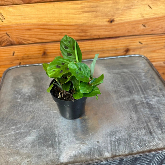 Maranta Leuconeura Mini Prayer Plant 2-in in black pot with green leaves featuring dark blotches on Tampa Home & Garden Store