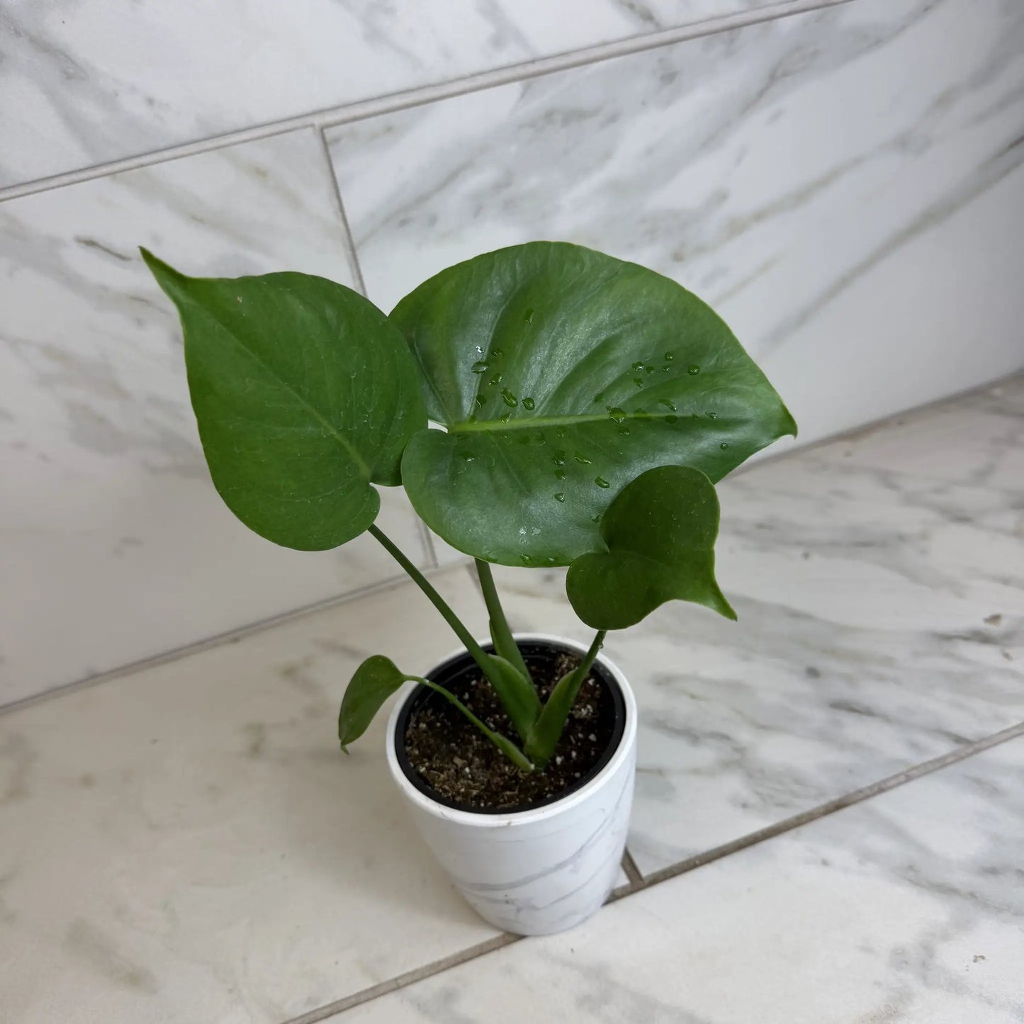 Monstera Deliciosa 4-inch potted plant with glossy green leaves on Tampa Home & Garden Store