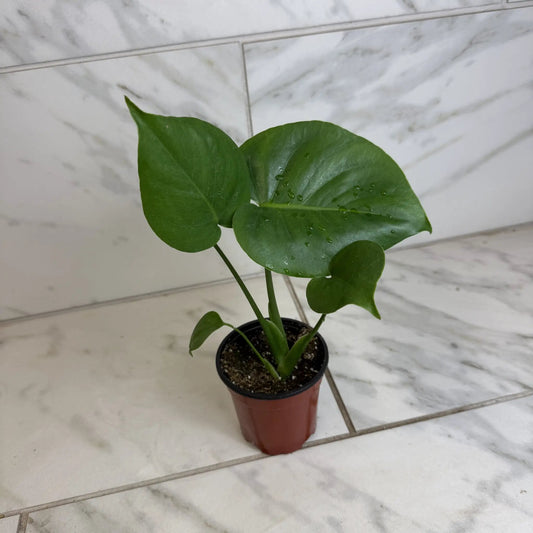Monstera Deliciosa Split Leaf 4 inch potted houseplant with glossy green leaves on Tampa Home & Garden Store
