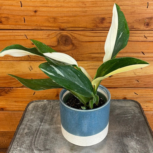 Monstera Standleyana Variegata 4-inch plant in blue pot with variegated leaves on Tampa Home & Garden Store