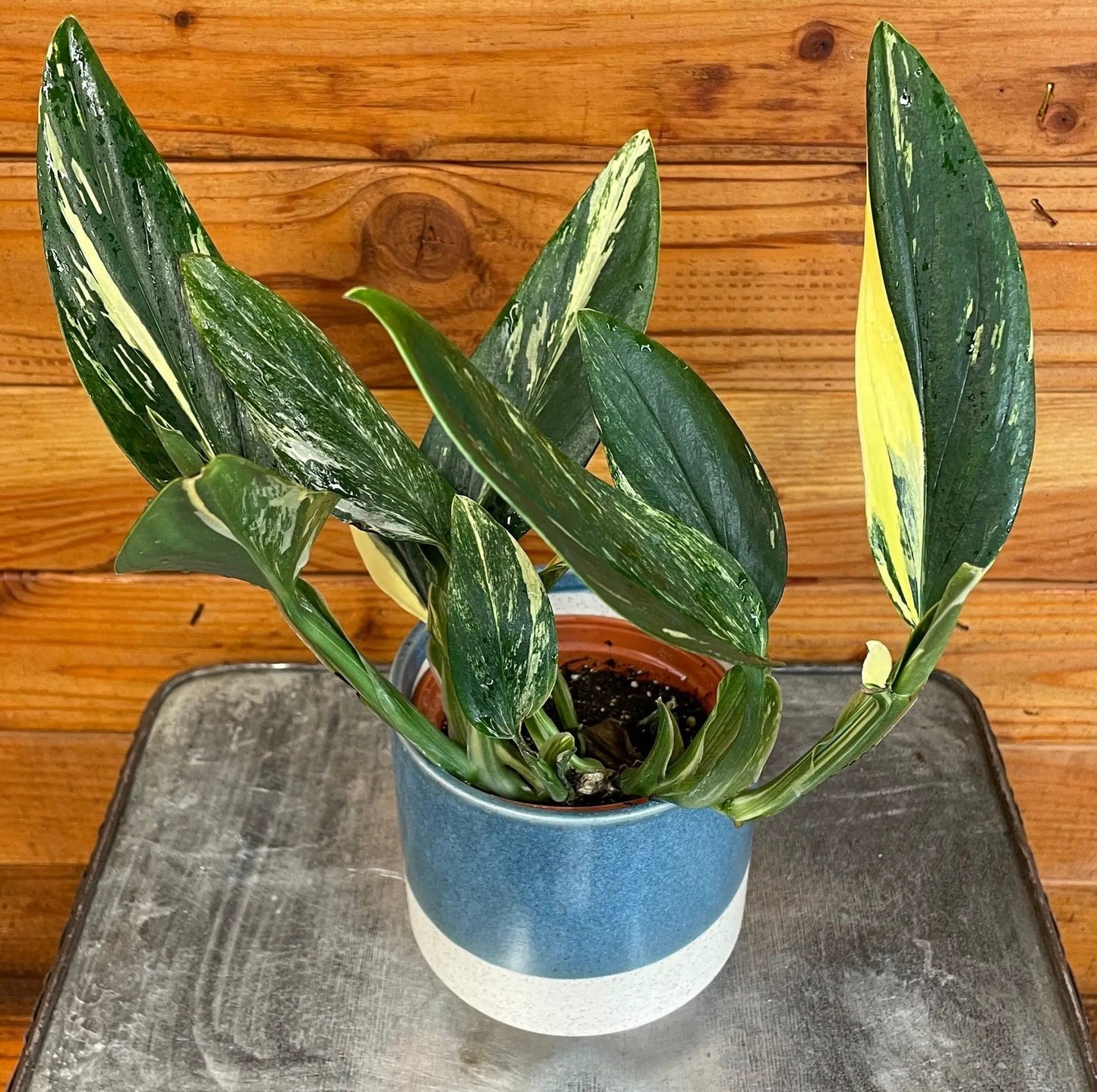 Monstera Standleyana Variegata 4in plant in blue pot with variegated leaves The Plant Farm on Tampa Home & Garden Store