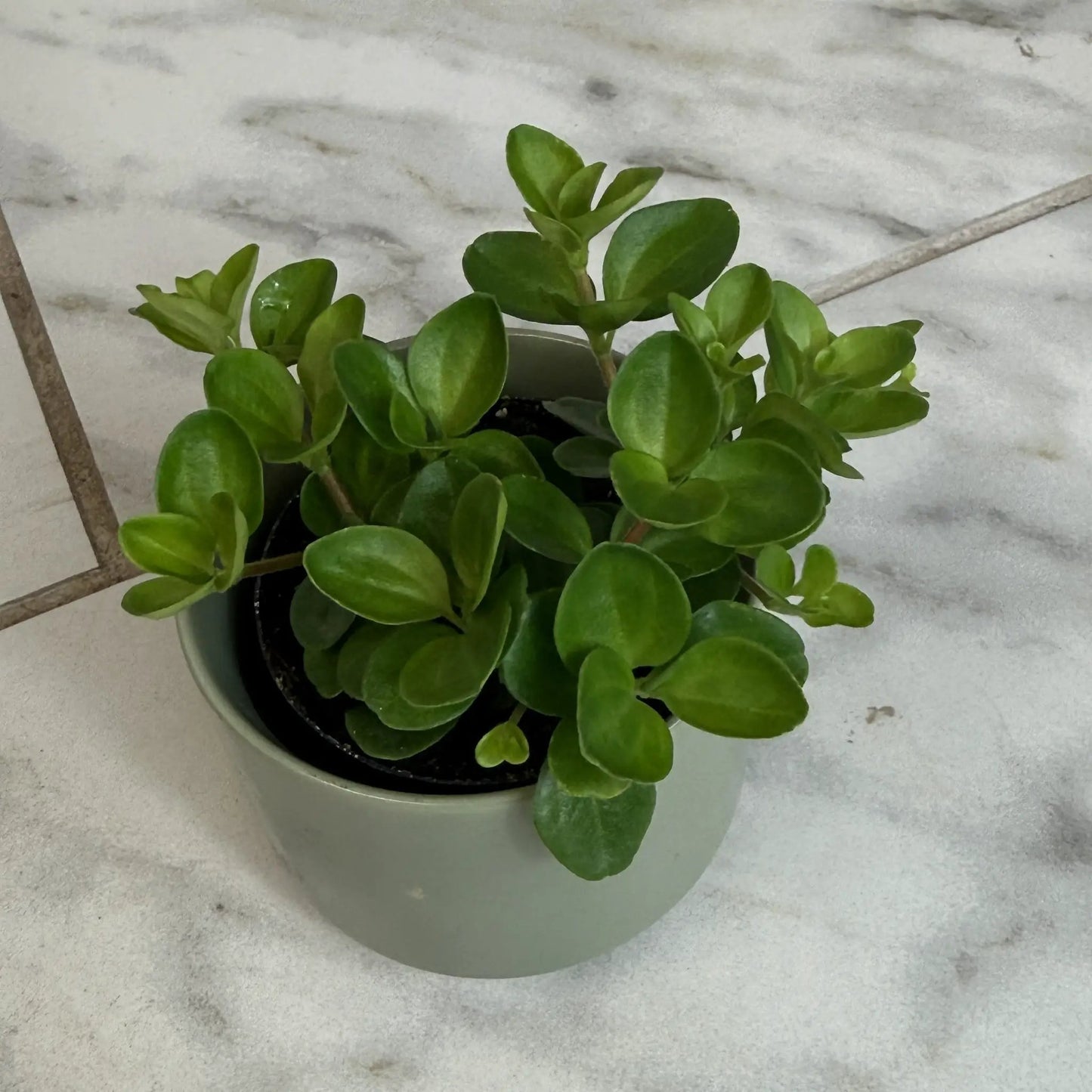 Peperomia Jitterbug 2-inch plant, compact green succulent leaves in a pot The Plant Farm brand on Tampa Home & Garden Store