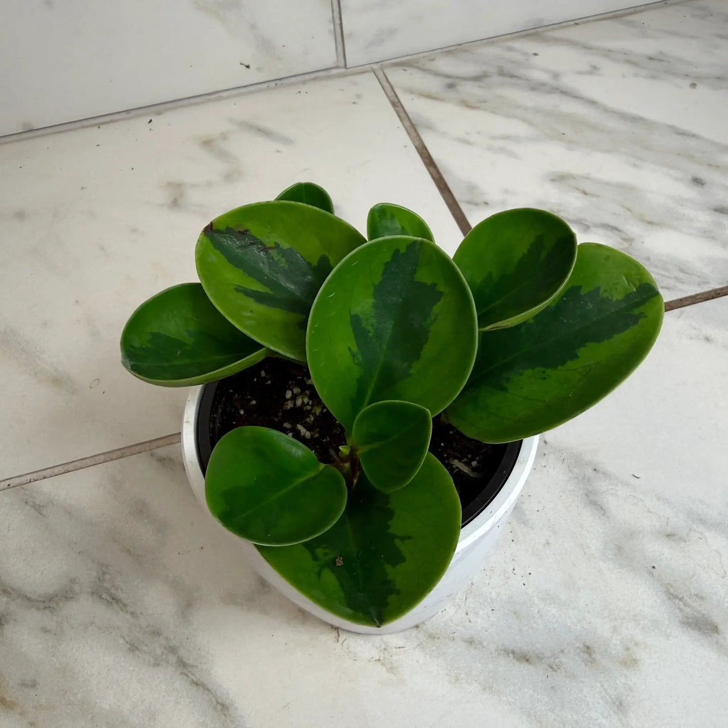 Peperomia obtusifolia Lemon Lime plant, compact houseplant with glossy oval leaves in a pot on Tampa Home & Garden Store