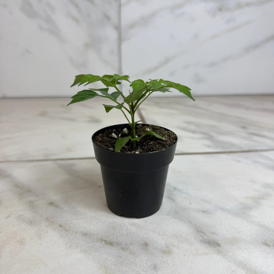 Radermachera Sinica China Doll Plant 2in, compact green leaves in black pot The Plant Farm® on Tampa Home & Garden Store