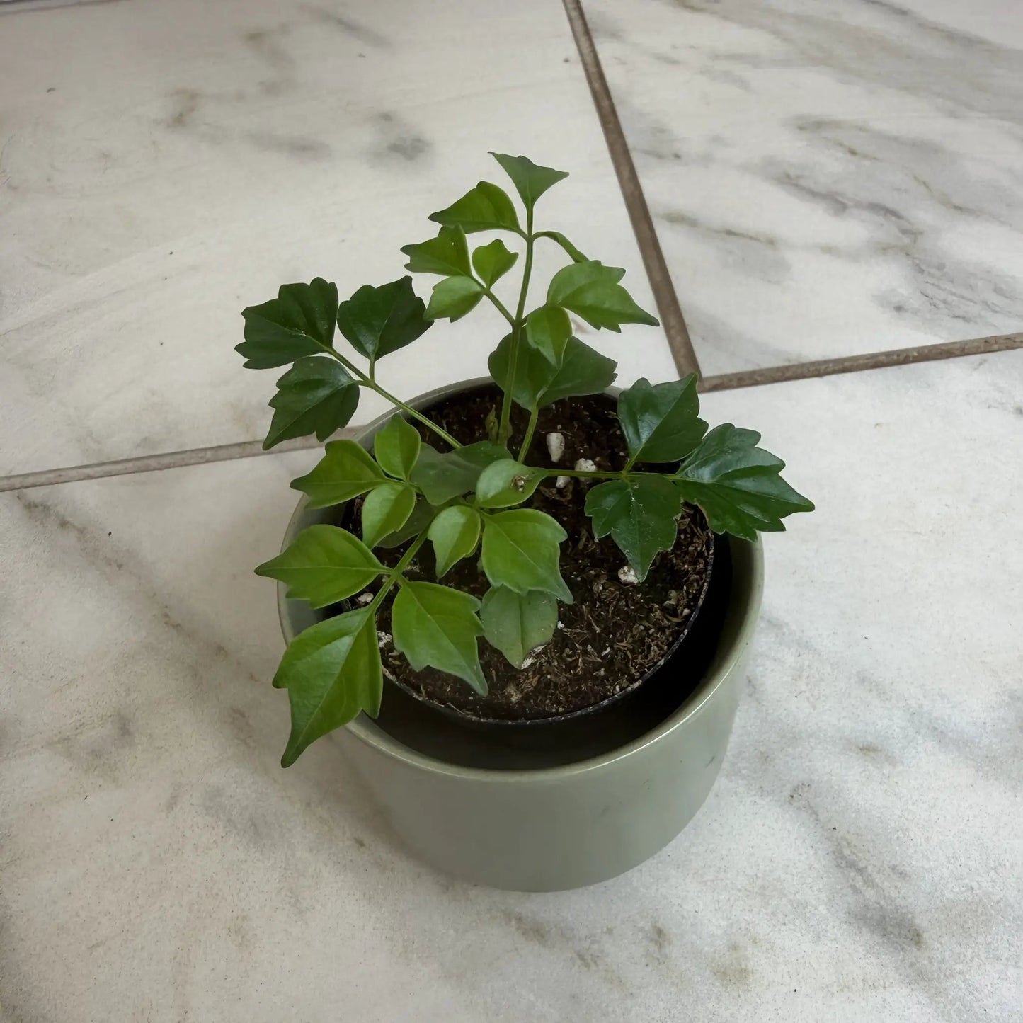 Radermachera Sinica China Doll plant 2 in pot with glossy green leaves on Tampa Home & Garden Store