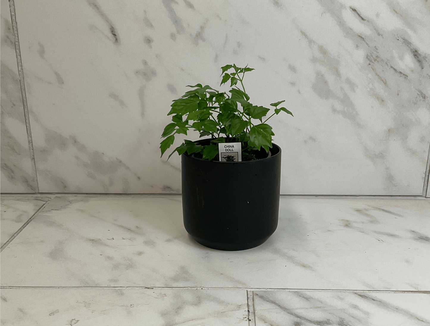 Radermachera Sinica China Doll 4in plant in a black pot with green leaves The Plant Farm on Tampa Home & Garden Store
