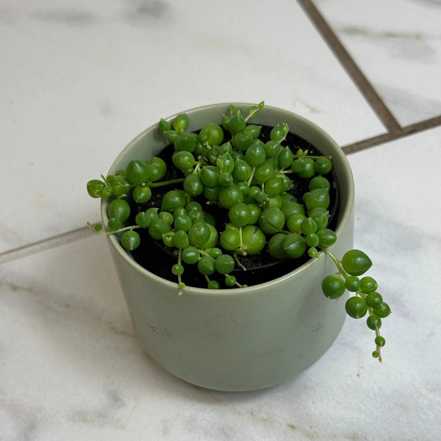 Rowleyanus String of Pearls plant 2 in pot trailing beadlike leaves The Plant Farm® houseplant on Tampa Home & Garden Store