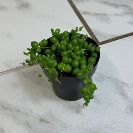 Rowleyanus String of Pearls houseplant in 2in pot, trailing beadlike green leaves on Tampa Home & Garden Store
