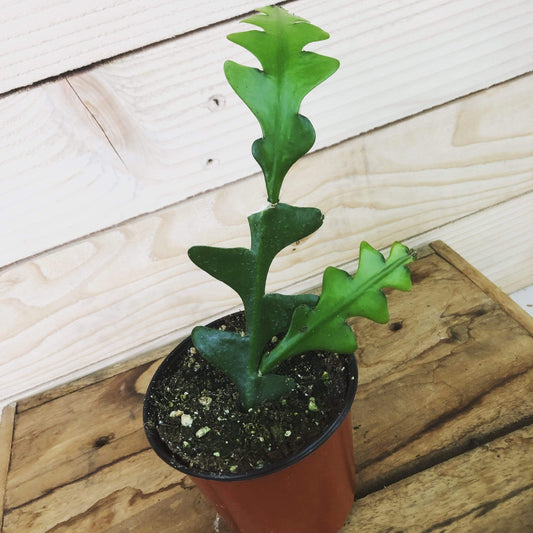 Selenicereus Anthonyanus Cactus en arête de poisson, plante de 4 po