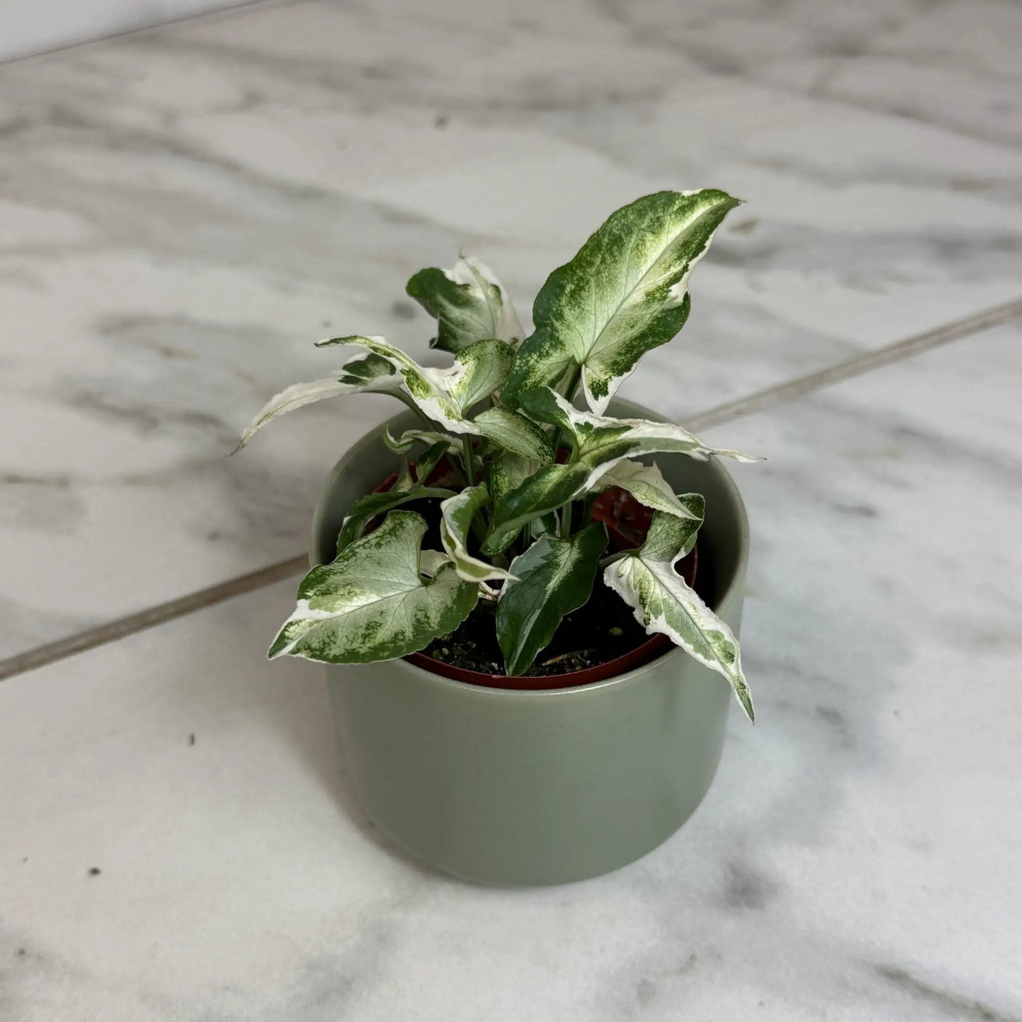 Syngonium Starlite Variegated Plant Pink Edges