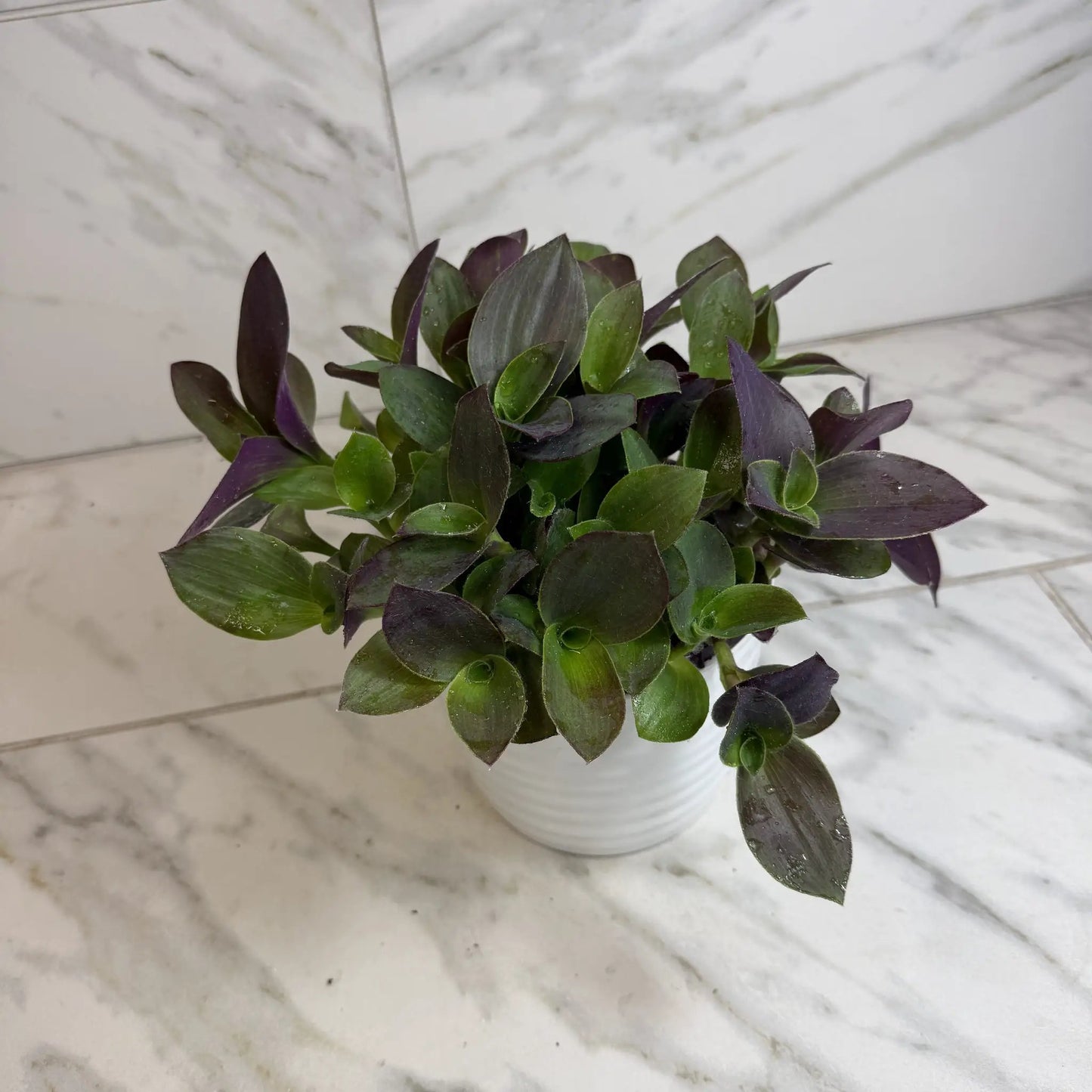 Purple Teddy Bear Vine houseplant The Plant Farm® with green and purple leaves in a white pot on Tampa Home & Garden Store