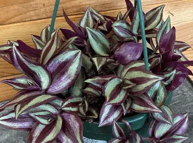 Tradescantia Zebrina Purple 6in plant with cascading purple-green striped leaves in a pot on Tampa Home & Garden Store