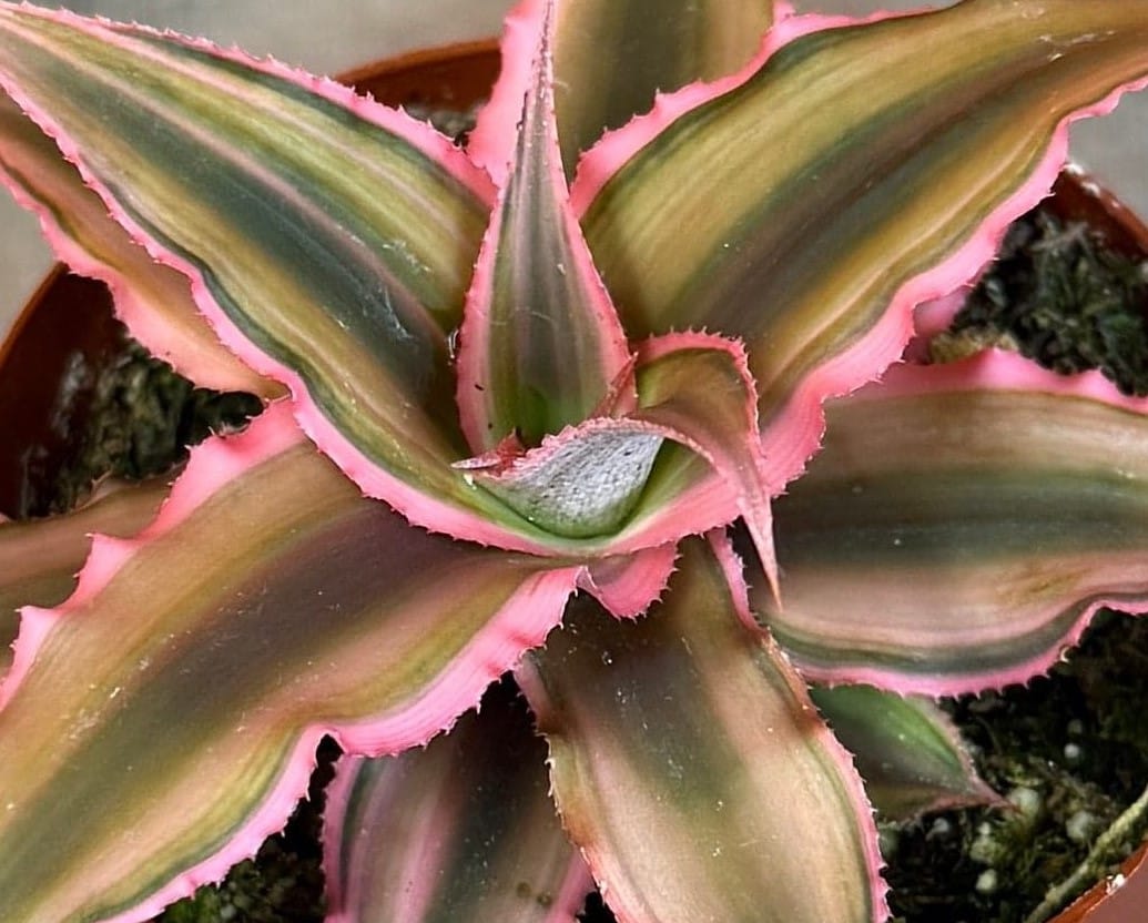 Cryptanthus rosa, planta de 2"