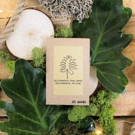 Popular Kids Houseplant Seeds collection box with philodendron hope seeds label, 20 seeds on Tampa Home & Garden Store
