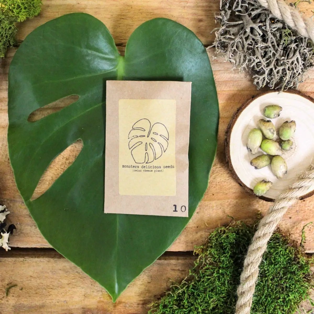 Popular Kids Houseplant Seed Collection seed packet on Monstera leaf Plantflix seeds on Tampa Home & Garden Store.