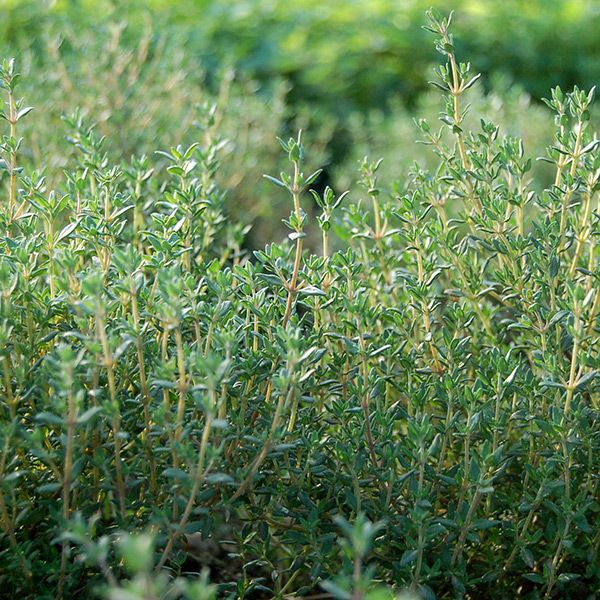 Thyme seeds herb plants with dense green foliage and slender stems on Tampa Home & Garden Store
