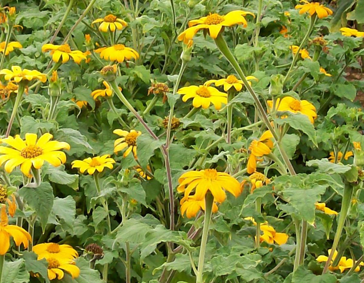 Tithonia Yellow Torch seeds with bright yellow daisy-like flowers on tall green stems on Tampa Home & Garden Store