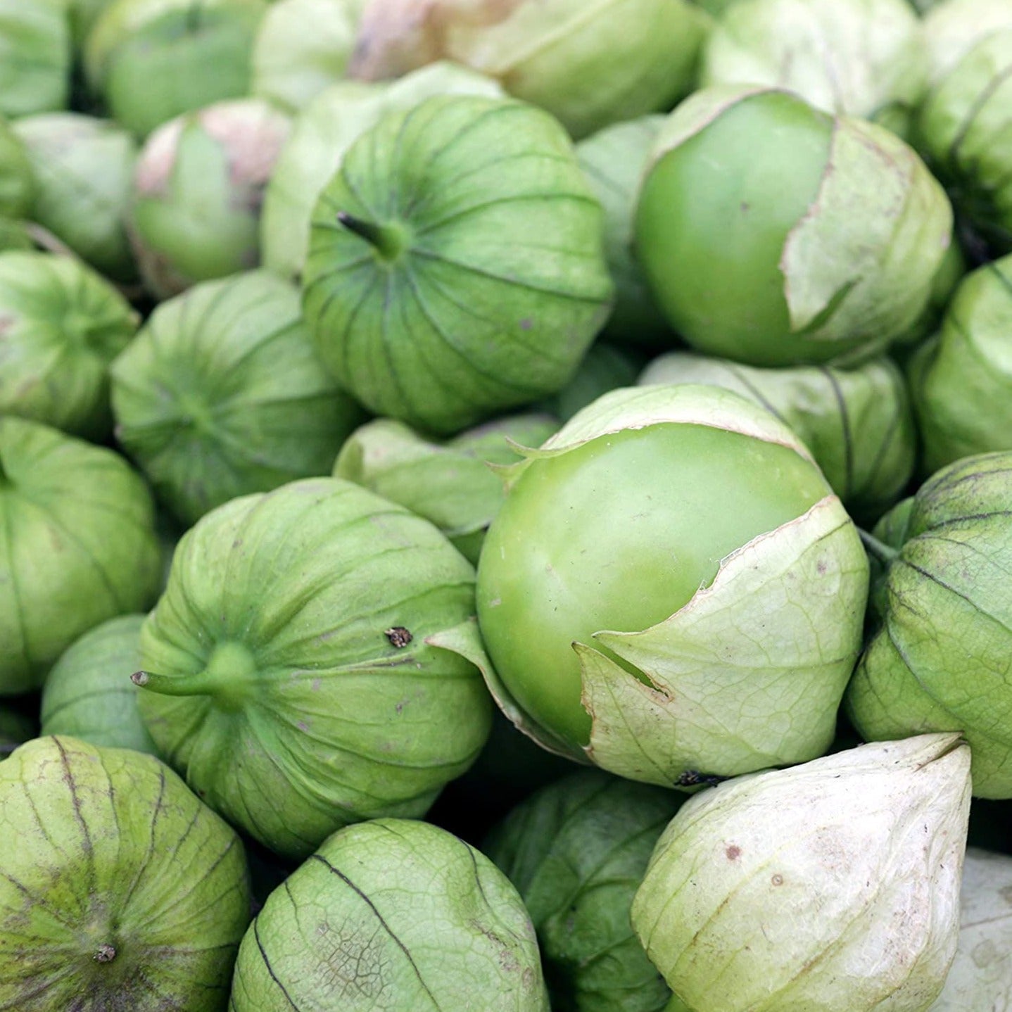 Rio Grande Verde tomatillos green husked fruits piled together with papery husks on Tampa Home & Garden Store