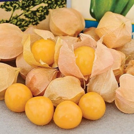 Aunt Molly's Ground Cherry seeds, yellow berries with papery husks, Seedtime Store on Tampa Home & Garden Store