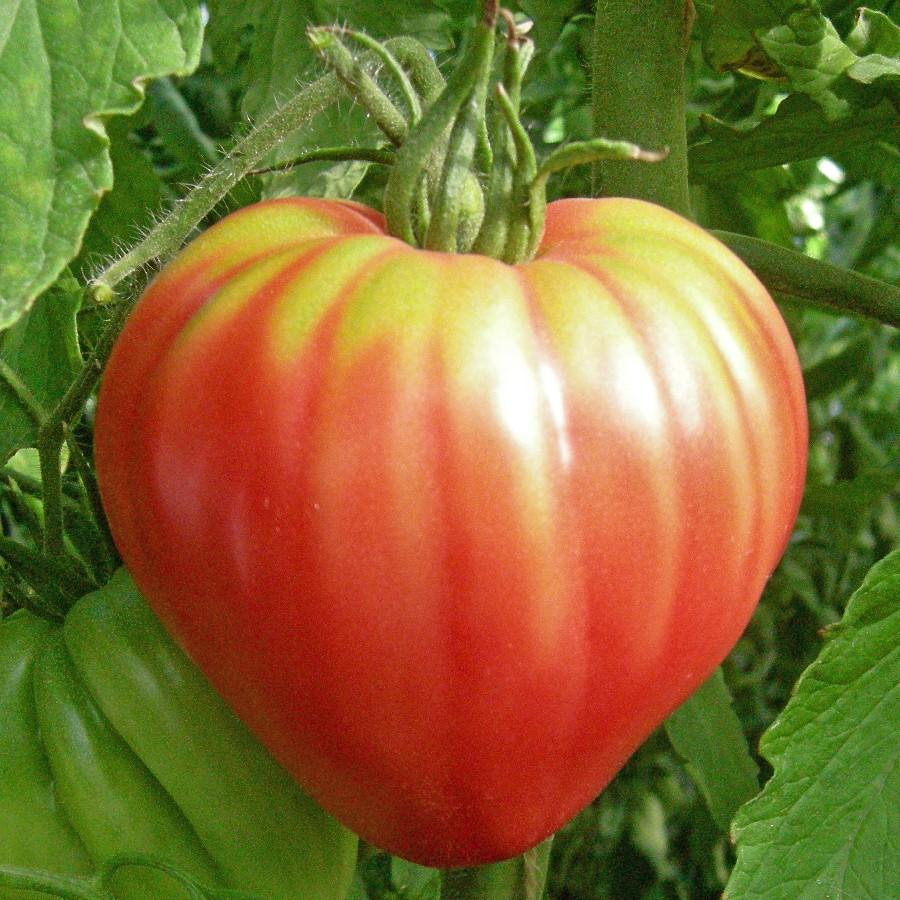 Pink Oxheart tomato on the vine, ripe pink-red heirloom fruit, Seedtime Store tomato seeds on Tampa Home & Garden Store
