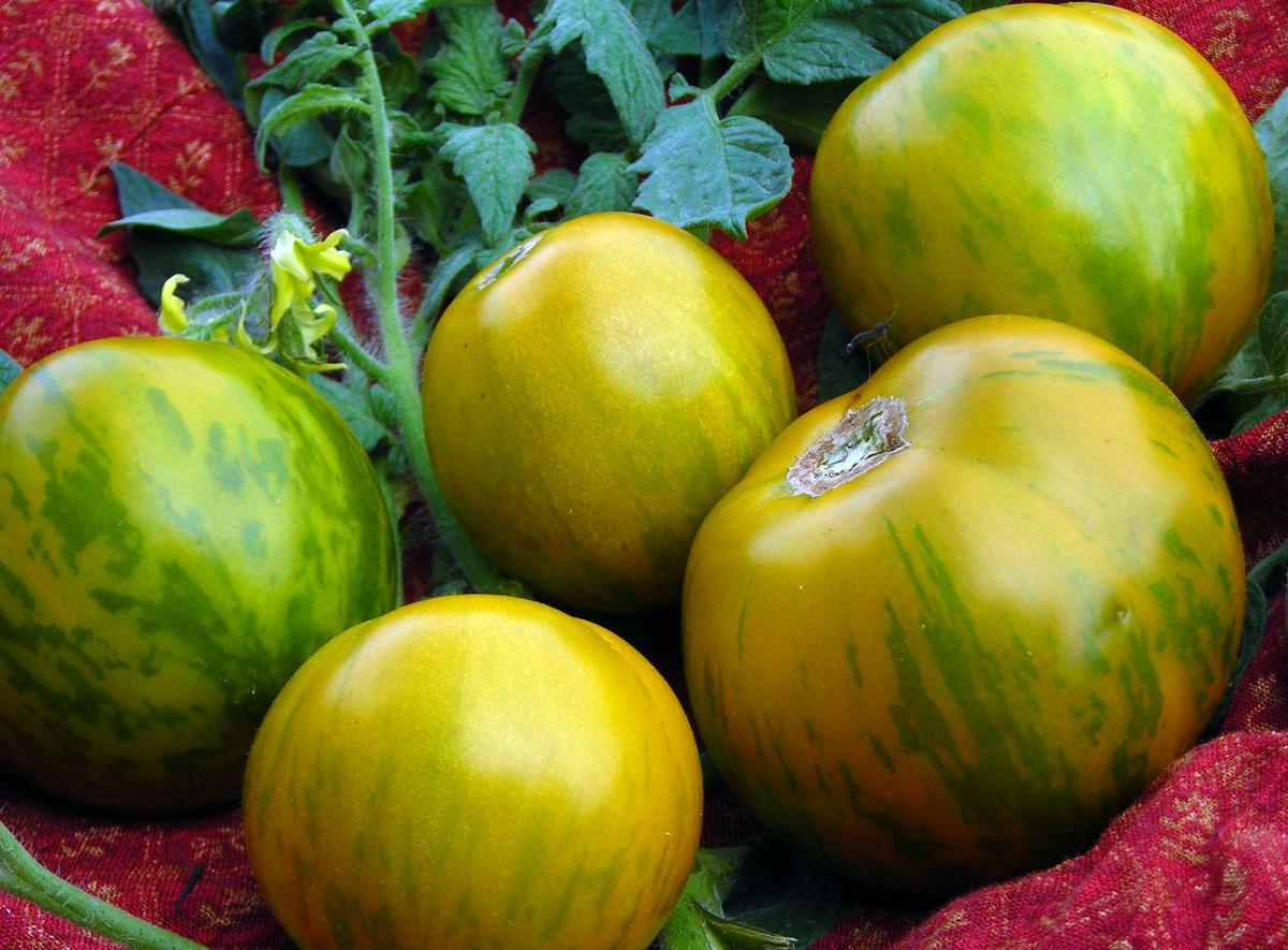 Green Zebra Tomato Seeds green-yellow striped tomatoes with multiple fruits on Tampa Home & Garden Store