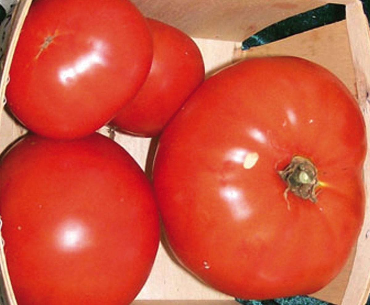 Martian Giant Slicer Tomato seeds four large red tomatoes Seedtime Store on Tampa Home & Garden Store