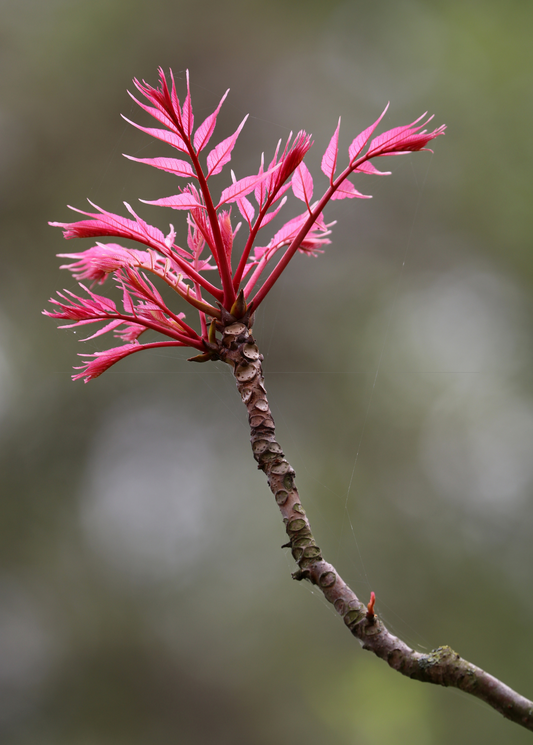 Red Toon (Toona sinensis) herb with bright pink feathery new leaves atop a textured brown stem on Tampa Home & Garden Store