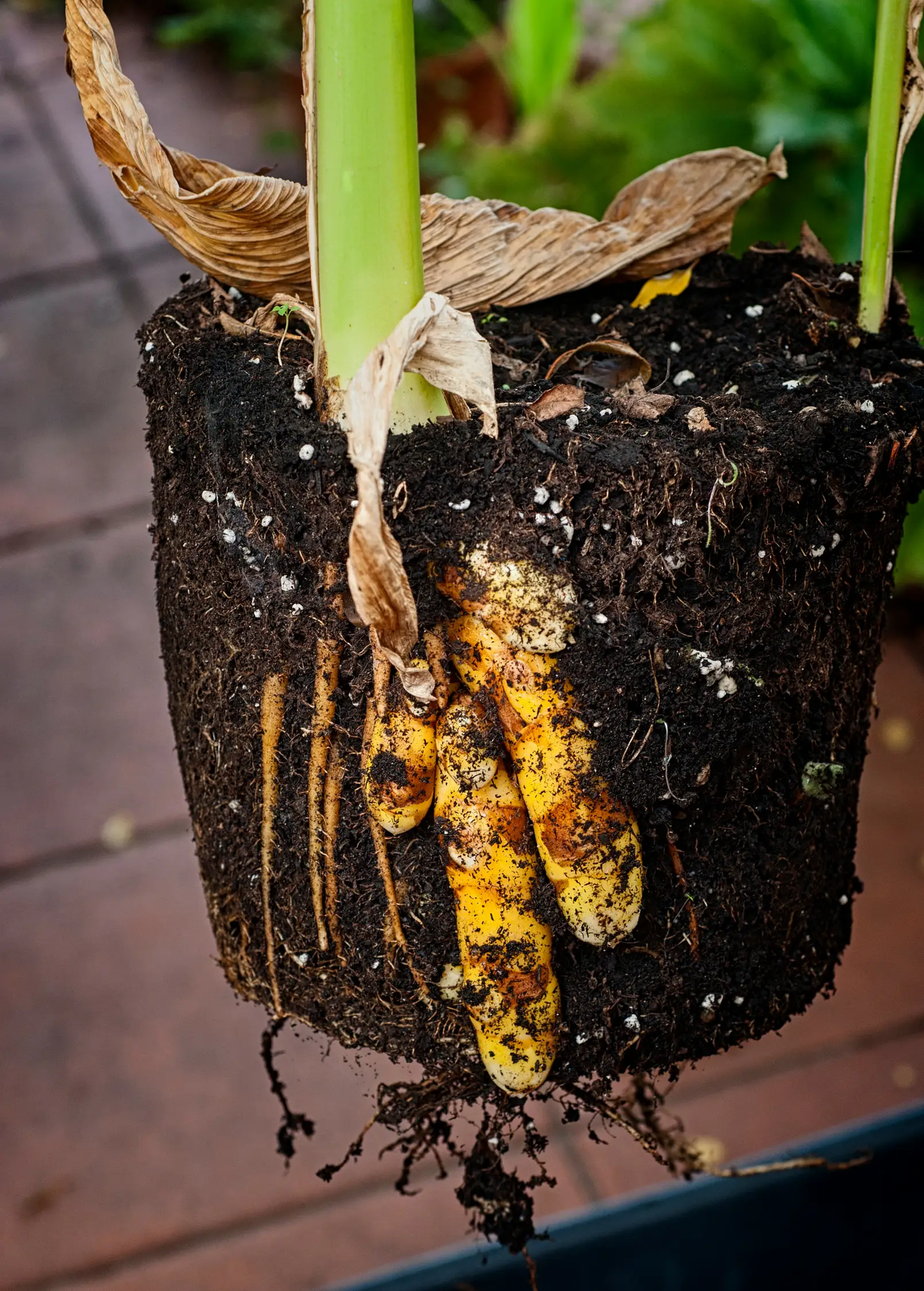 Turmeric Plant, Orange (Curcuma longa) - Tampa Home & Garden Store