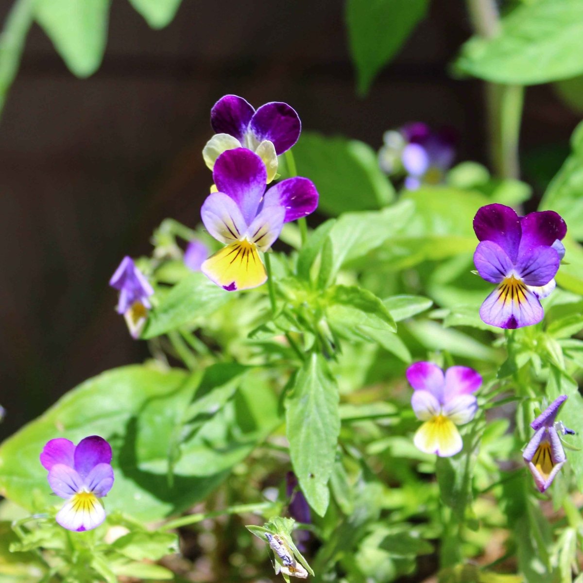 Viola Johnny Jump Up seeds showcasing purple and yellow bi-color blooms among green foliage on Tampa Home & Garden Store
