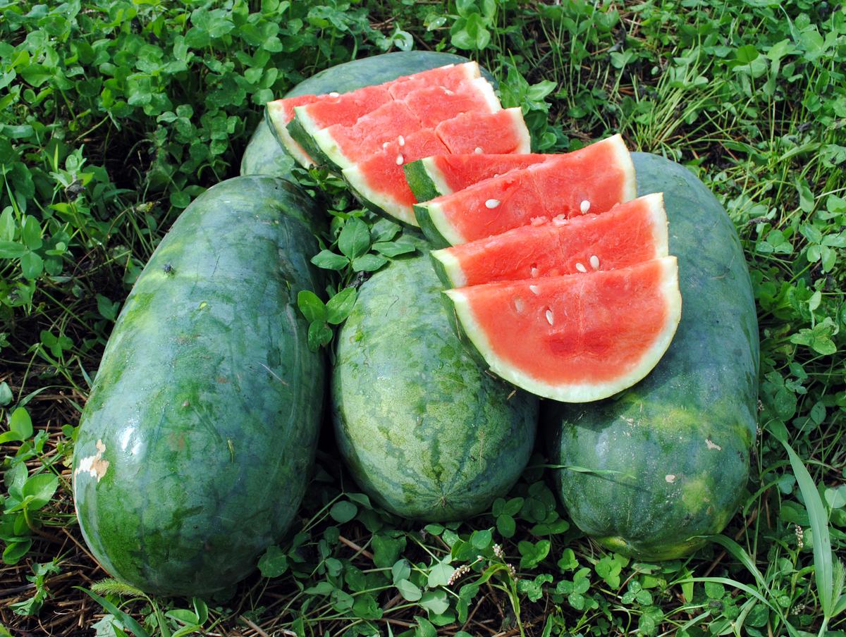 Strawberry Watermelon three watermelons with sliced red flesh and green rind Seedtime Store seeds on Tampa Home & Garden Store