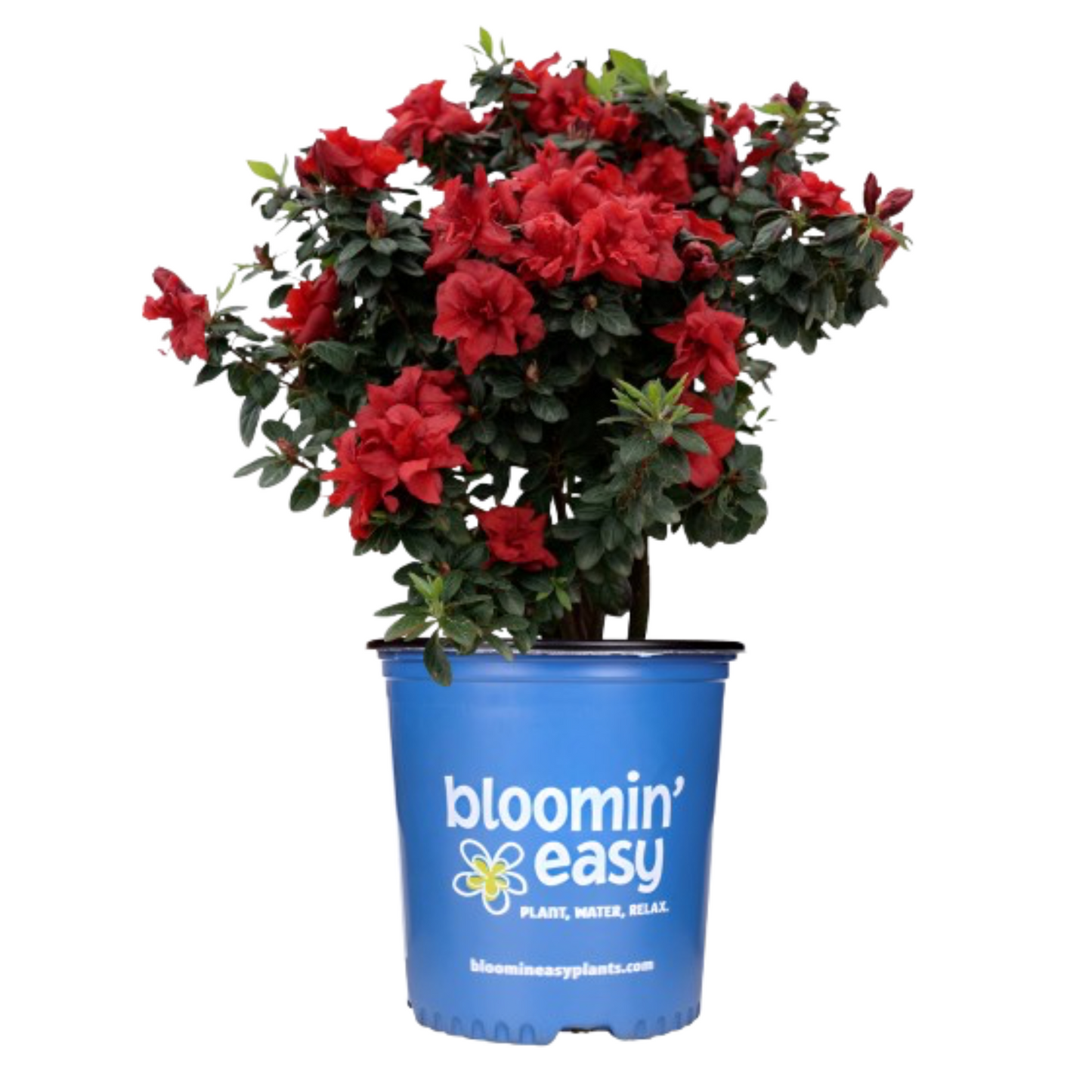 Ever After Ruby Reblooming Azalea plant in blue Bloomin' Easy pot with red blooms on Tampa Home & Garden Store