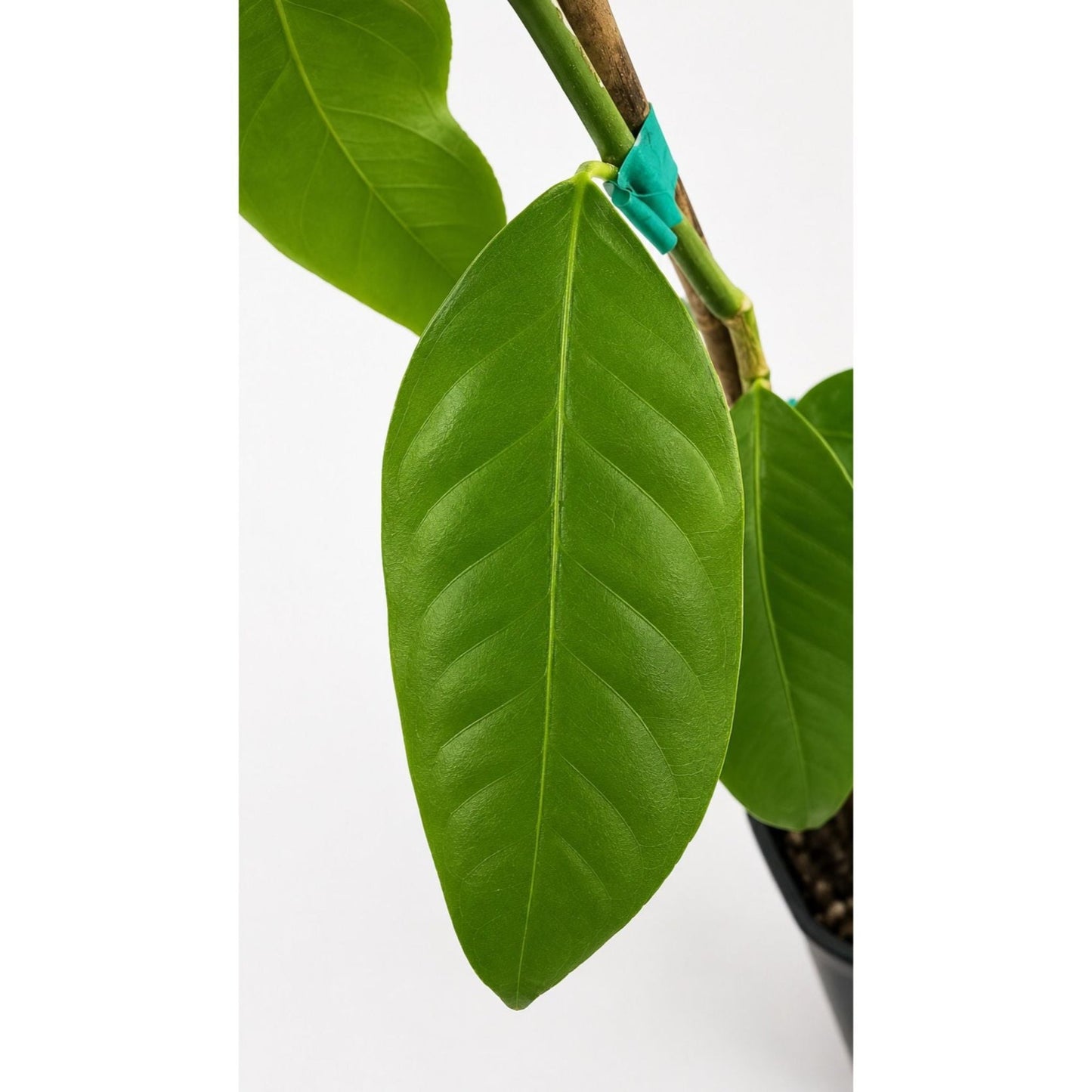 Bearss Lemon Tree leaves with glossy green foliage and turquoise stake clip on stem on Tampa Home & Garden Store
