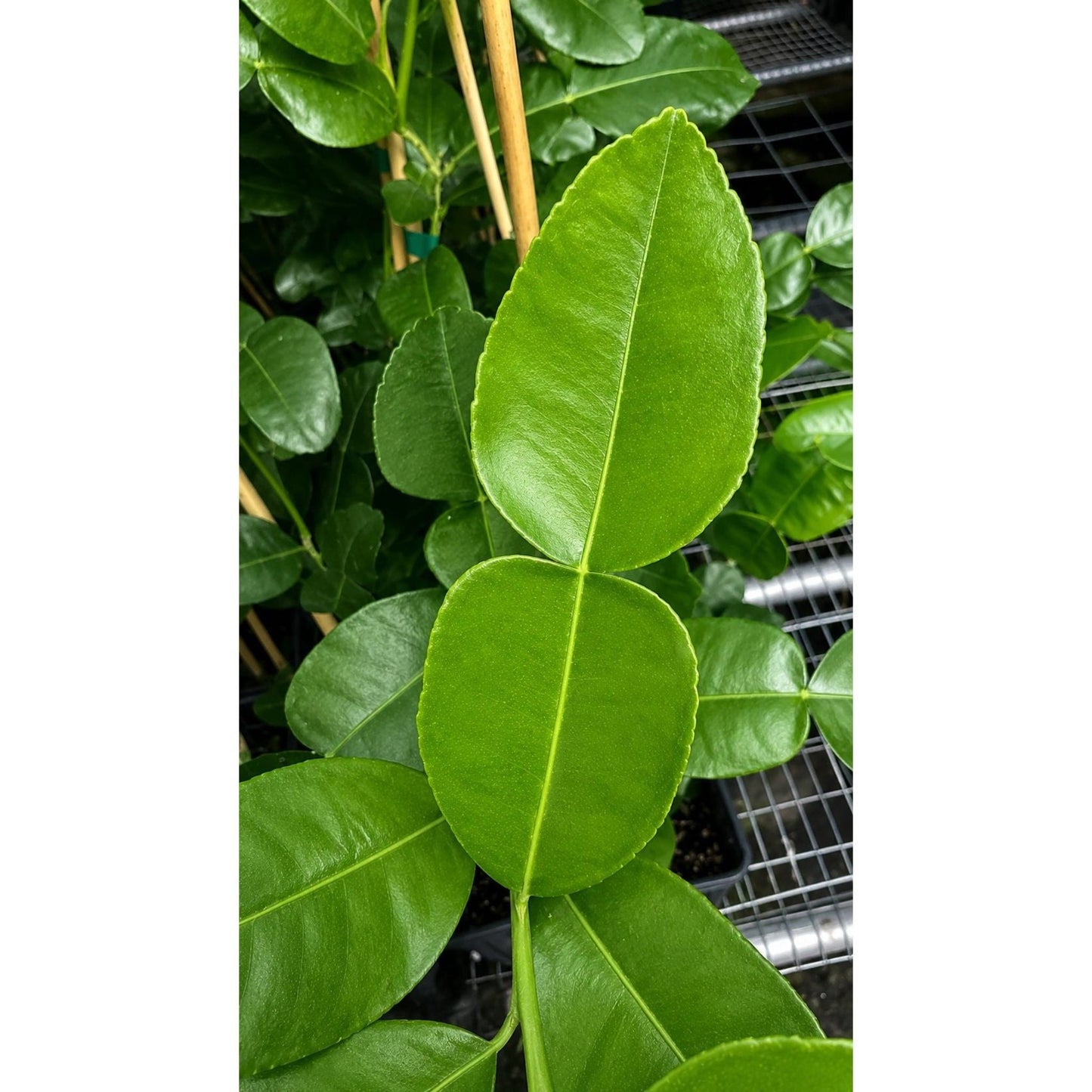 Kaffir lime tree plant with glossy green leaves, Live Good Logistics, Indoor & Outdoor Plants on Tampa Home & Garden Store