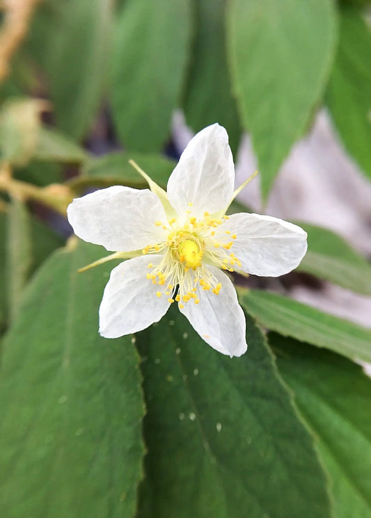 Strawberry Tree flower, white bloom with yellow center, Sow Exotic tropical fruit tree on Tampa Home & Garden Store