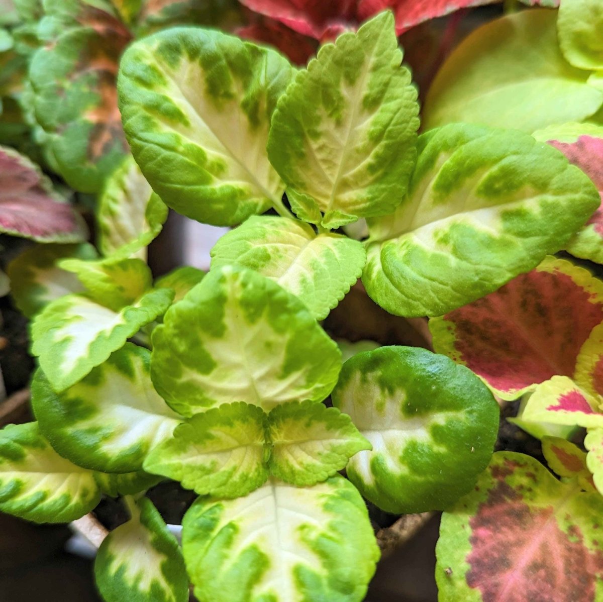 Wizard Coleus Mix Seeds variegated green cream leaves for colorful garden on Tampa Home & Garden Store