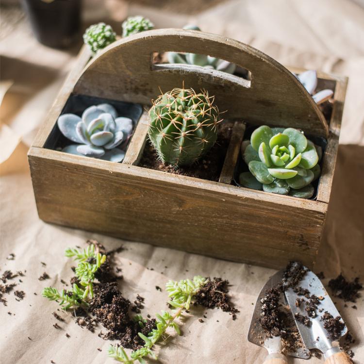 Wooden box planter with carry handle featuring three succulents and a cactus on Tampa Home & Garden Store