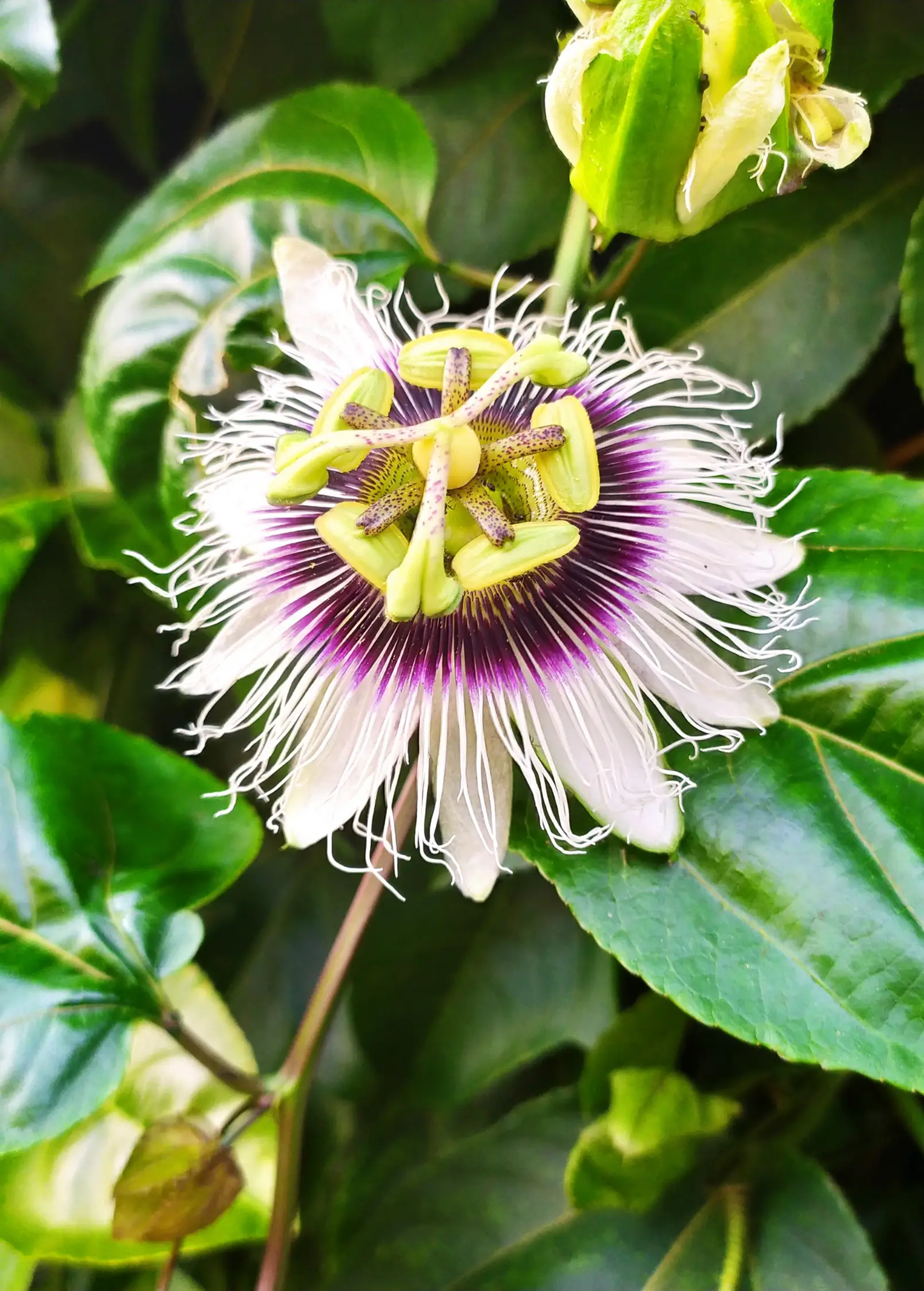 Passion Fruit 'Yellow’ (Passiflora edulis flavicarpa) - Tampa Home & Garden Store