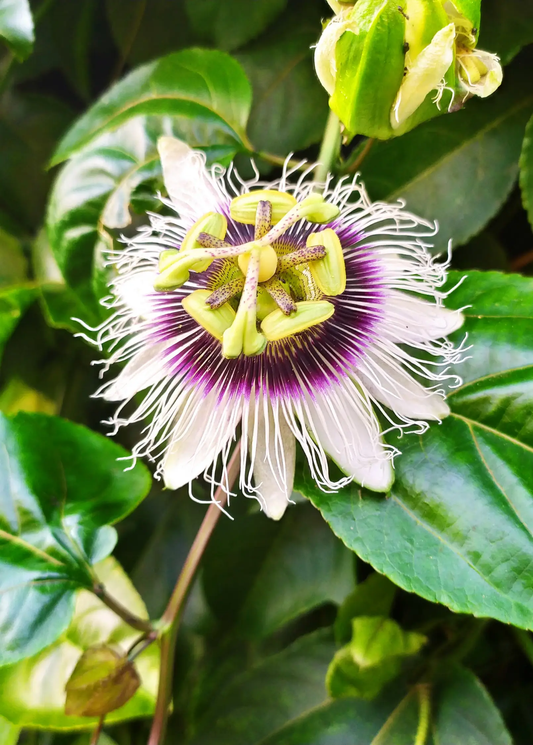Yellow passion fruit vine bloom with purple center and white filaments among green leaves on Tampa Home & Garden Store