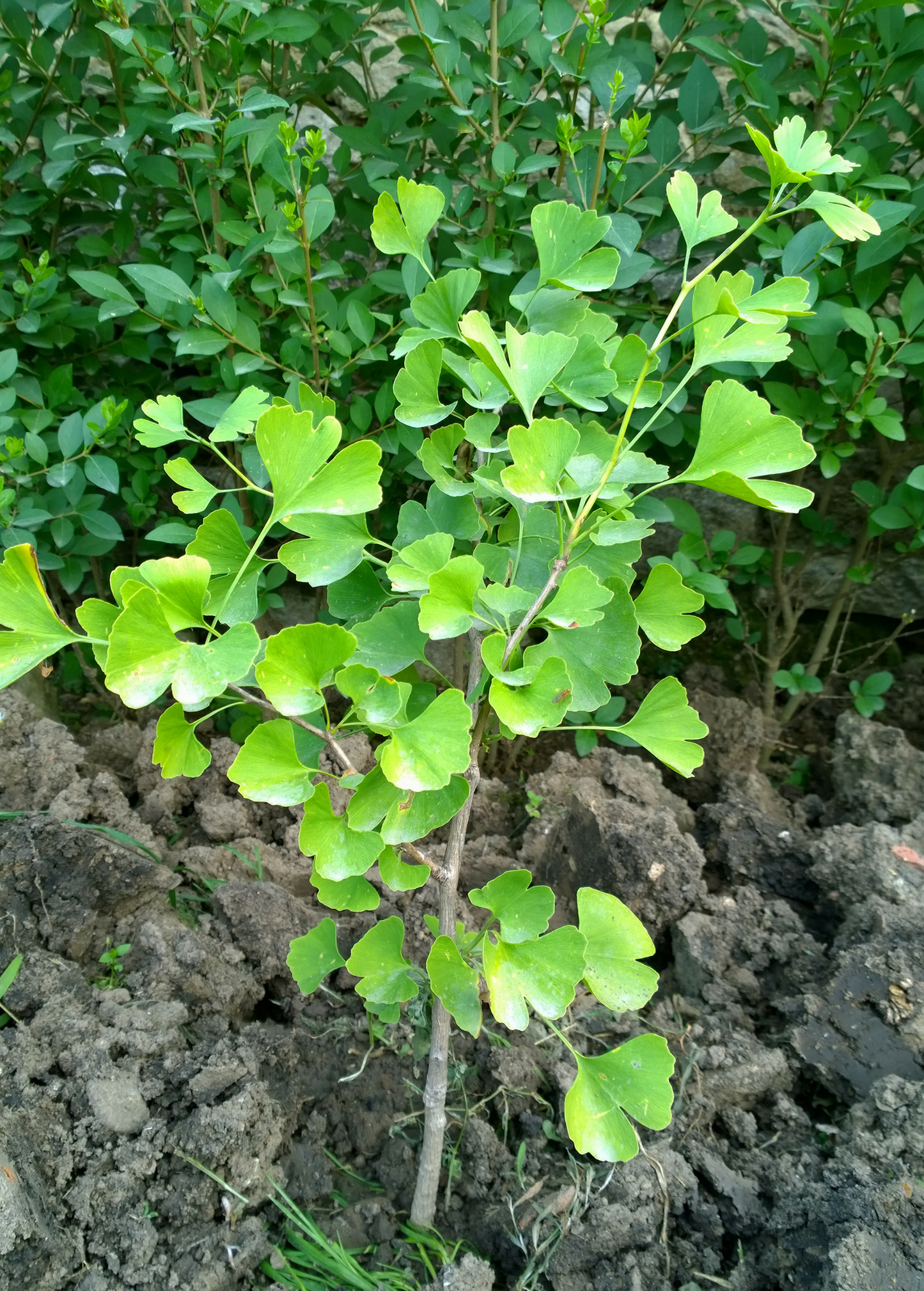 Ginkgo Tree (Ginkgo biloba)