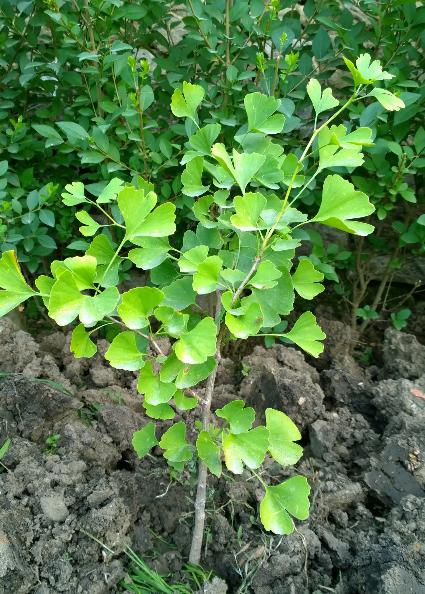 Ancient Ginkgo Maidenhair Tree plant, young ginkgo with lime-green fan leaves, Sow Exotic on Tampa Home & Garden Store