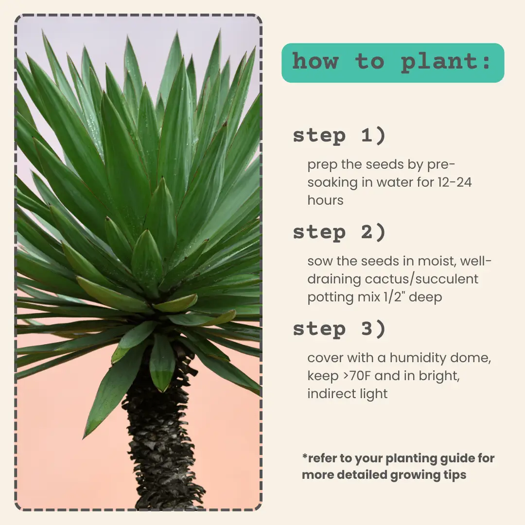 Blue Stem Yucca plant with a rugged brown trunk and blue-green spiky leaves on Tampa Home & Garden Store