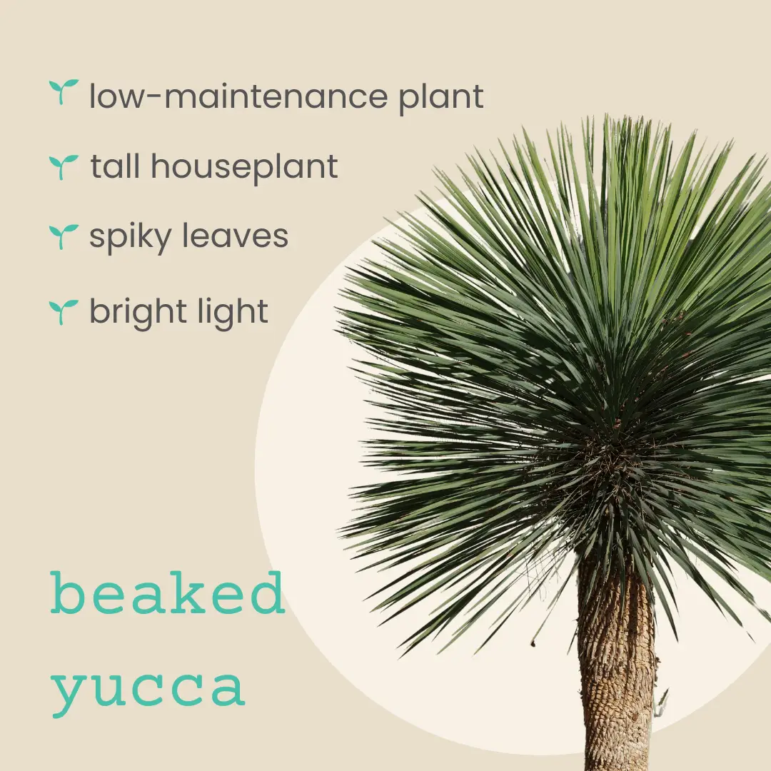 Beaked Yucca seeds for Yucca rostrata, green spiky leaves houseplant seeds Plantflix on Tampa Home & Garden Store