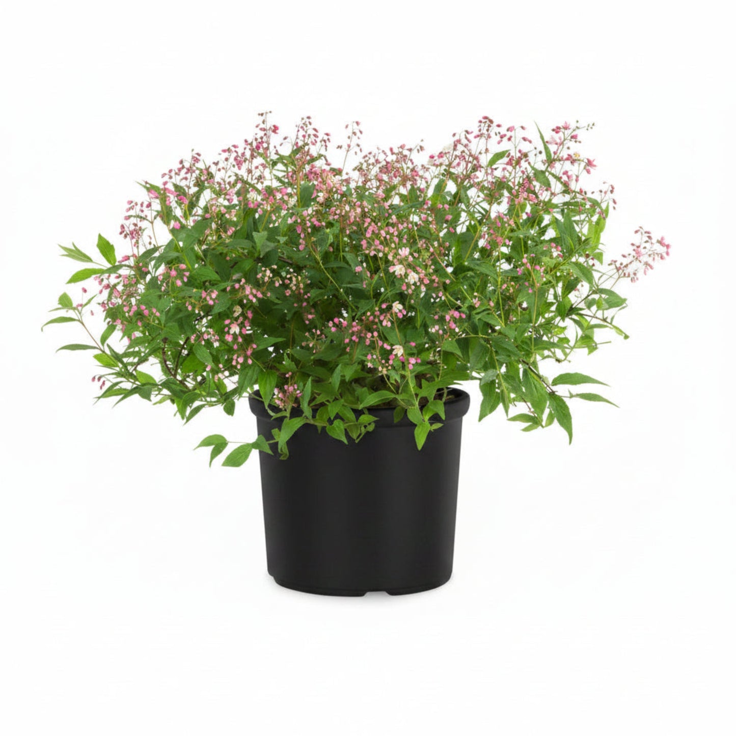 Yuki Cherry Blossom plant in black pot with pink blossoms and lush green foliage on Tampa Home & Garden Store
