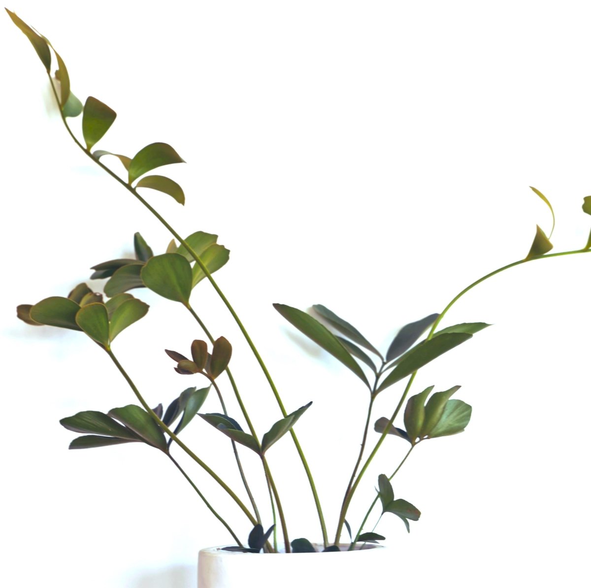 Graines de Zamia Furfuracea 'Palmier carton'