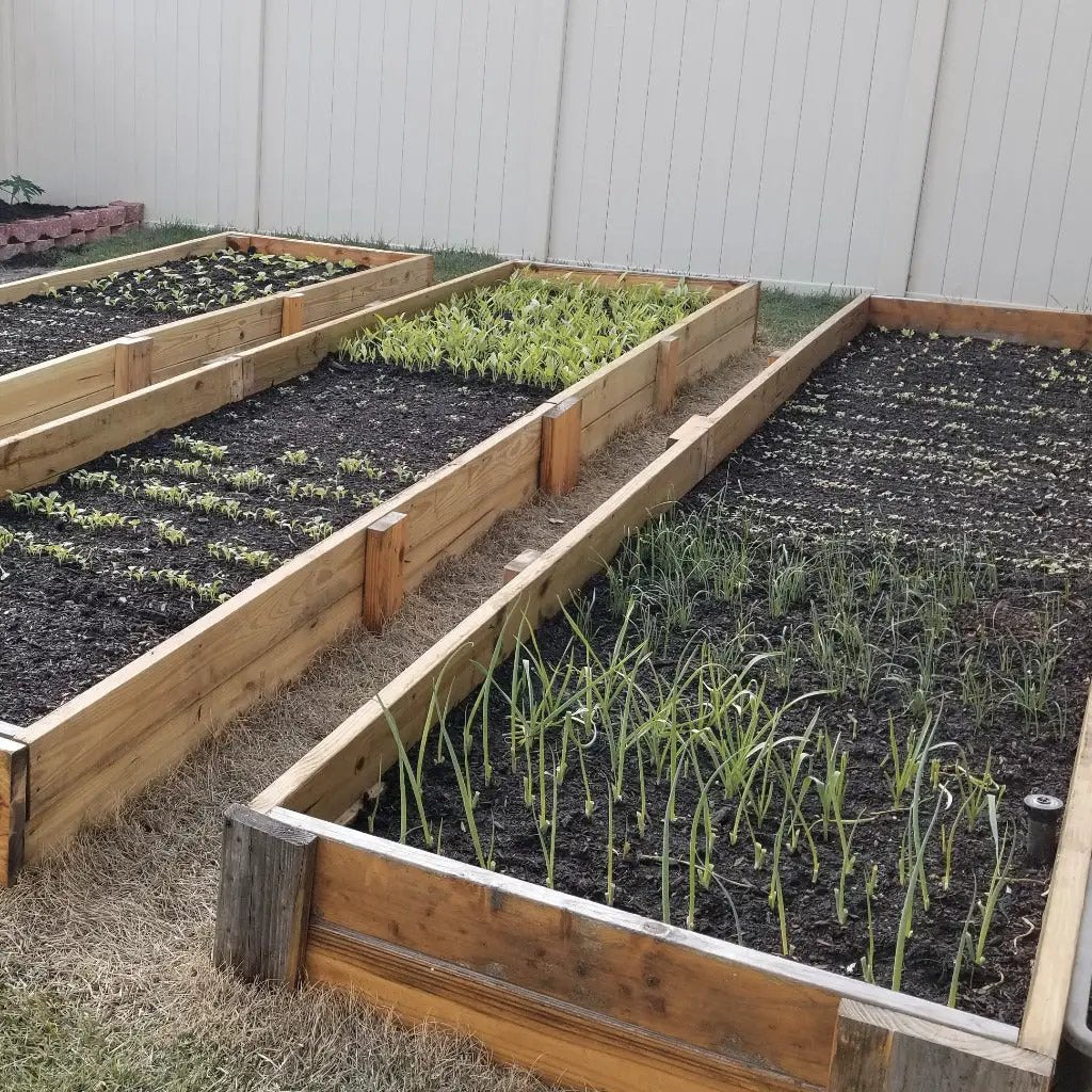 20yd organic garden soil for raised beds in wooden framed beds with young seedlings on Tampa Home & Garden Store