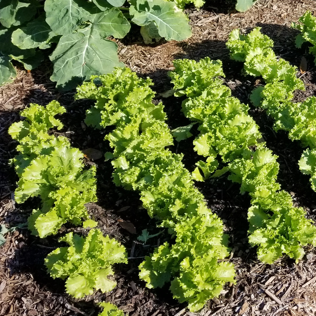 Best time to plant vegetables in Florida