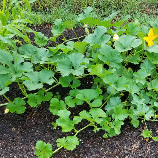 Thriving plants shown are the result of the best way to start a vegetable garden in Florida