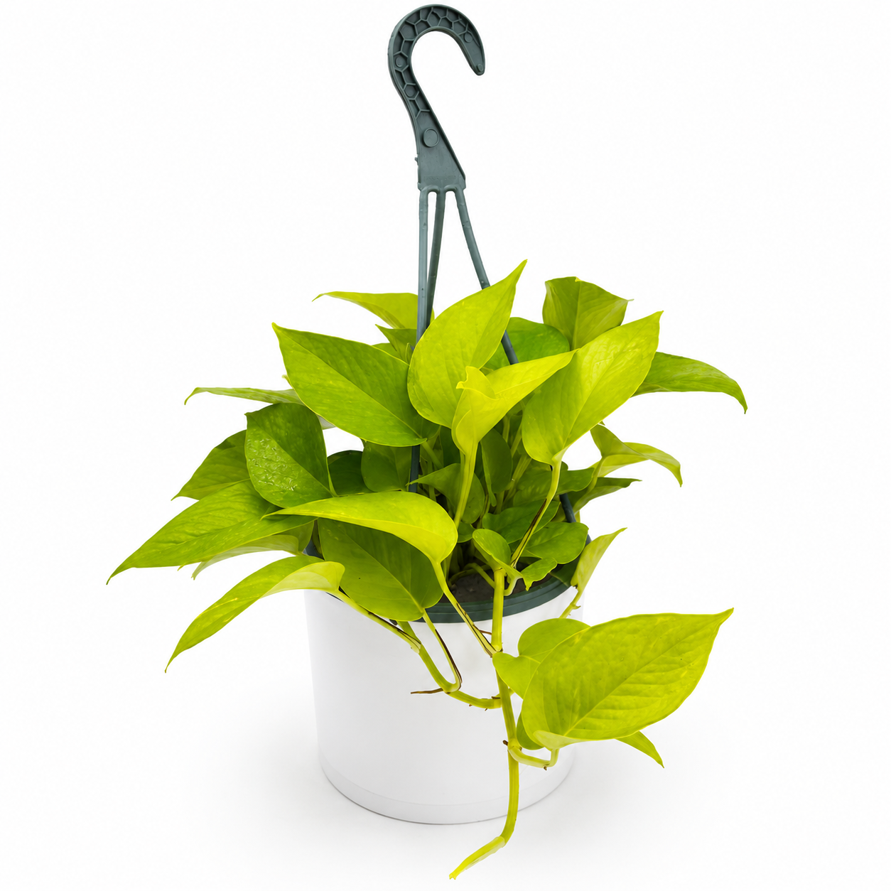 Live Plants & Faux Botanicals on sale shown on white background Tampa Home & Garden Store