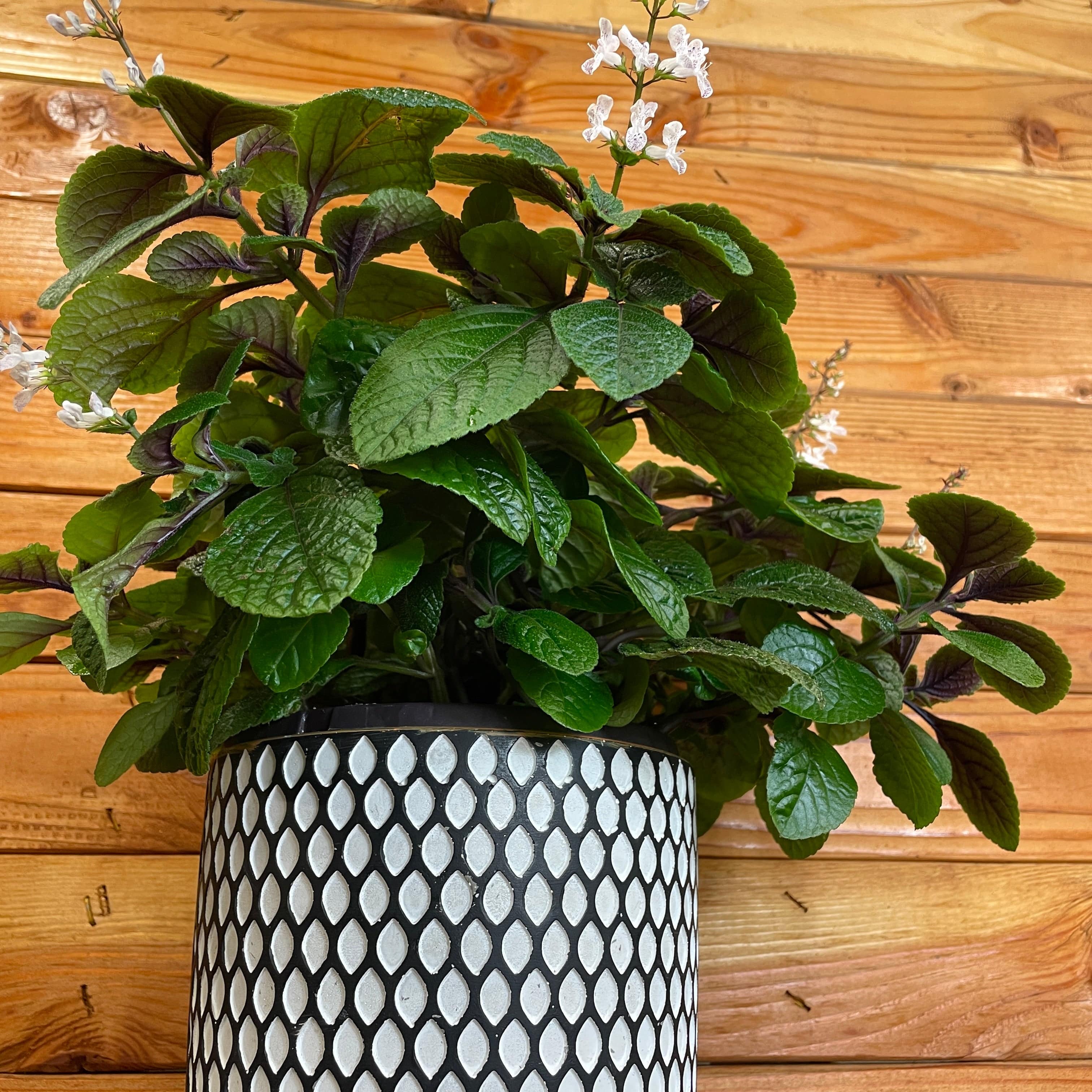 Live Plants, Seeds & Faux Botanicals | Home Nursery Hub
