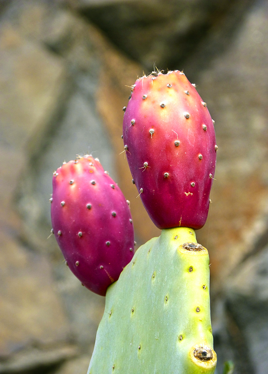 Prickly Pear fruiting plant with two purple-red Opuntia pads; Sow Exotic on Tampa Home & Garden Store